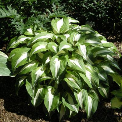 Hosta 'Night before Christmas'